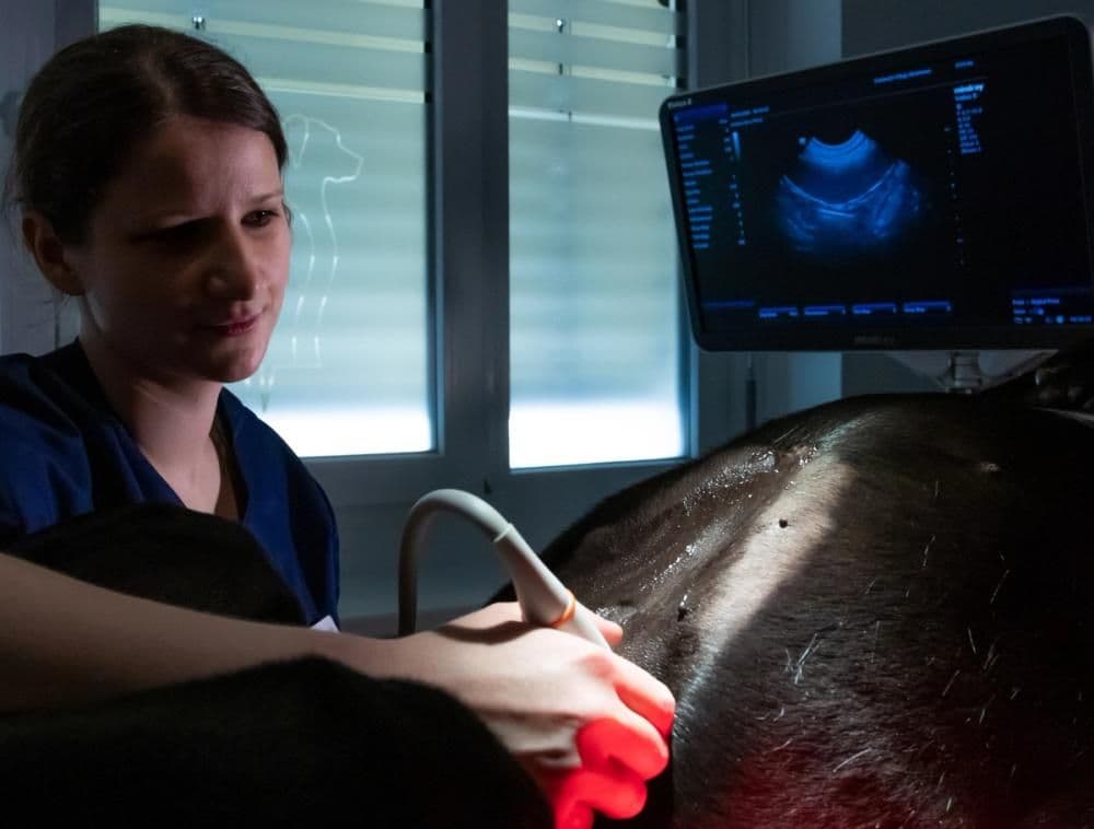 Ultraschalluntersuchung Symbolbild